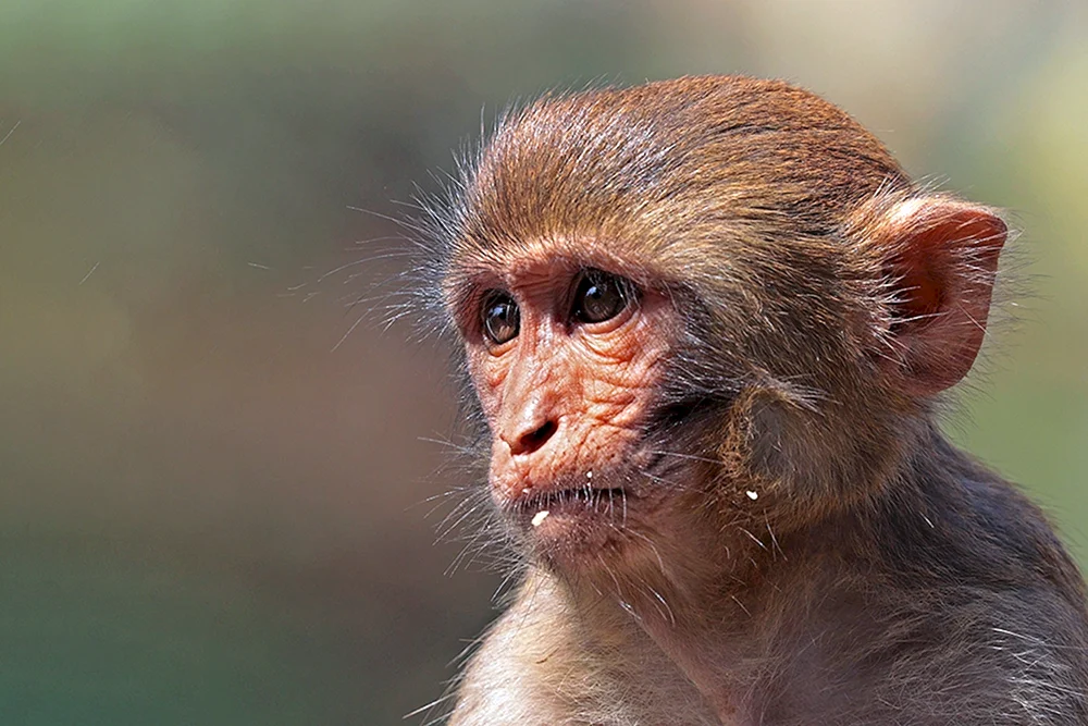 Rhesus-Affe