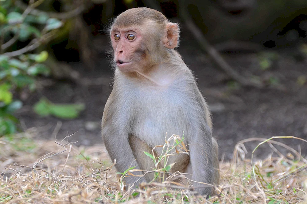 Macaca rhesus