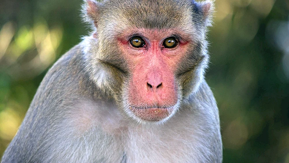 Macaca rhesus