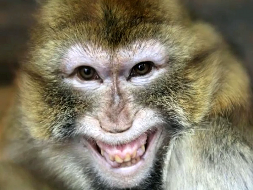 Macaca krabbenfressender Affe