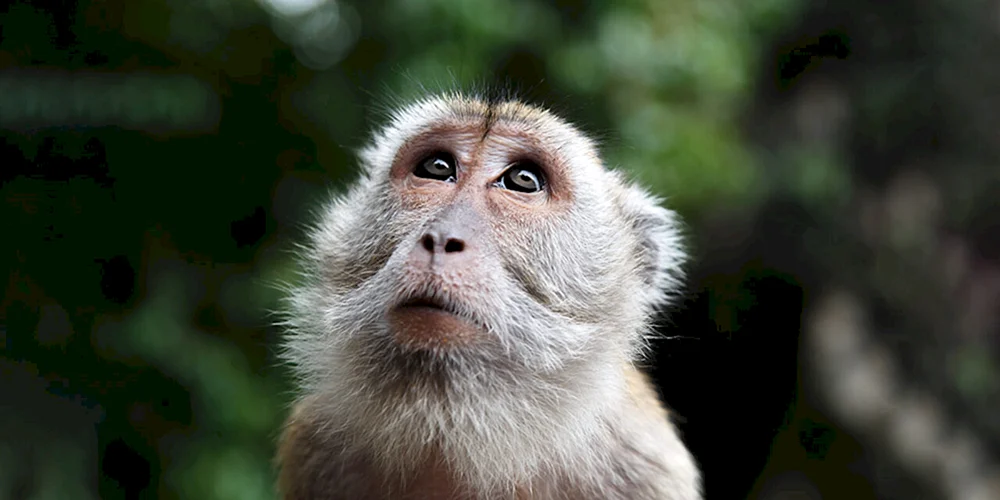 Macaca vic