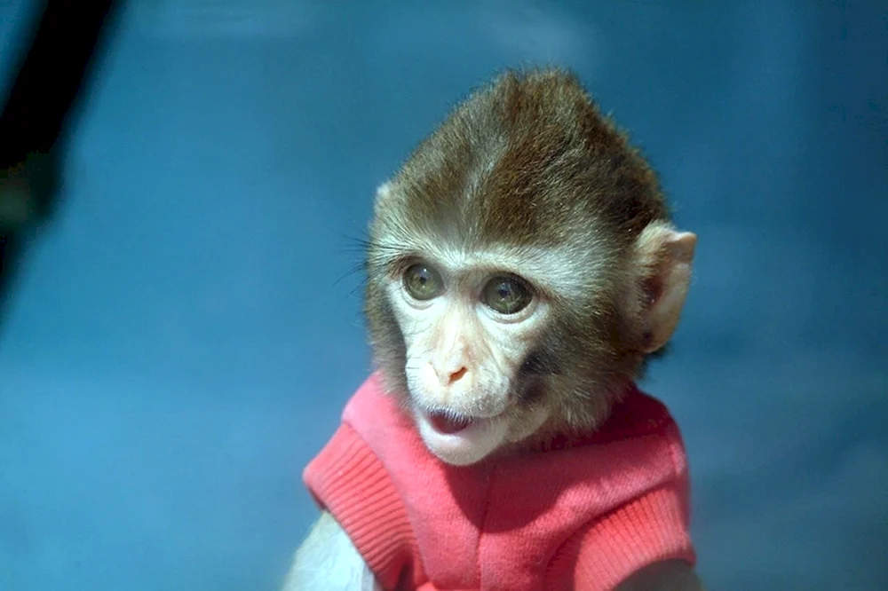 Macaca rhesus