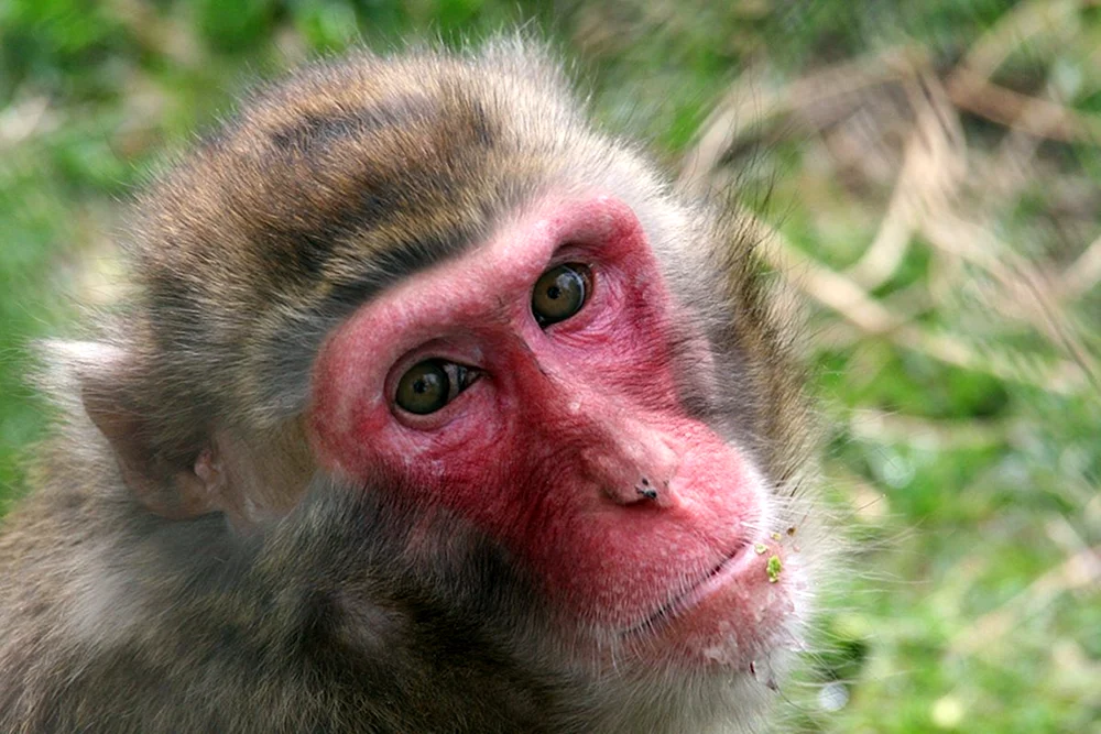 Macaca rhesus