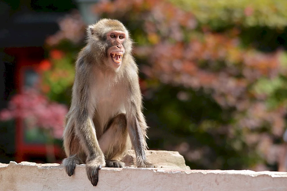 Macaca sirapuca