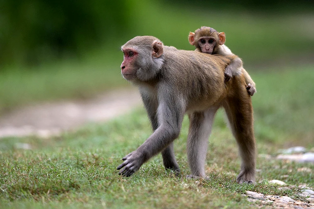 Maca monkey Rhesus