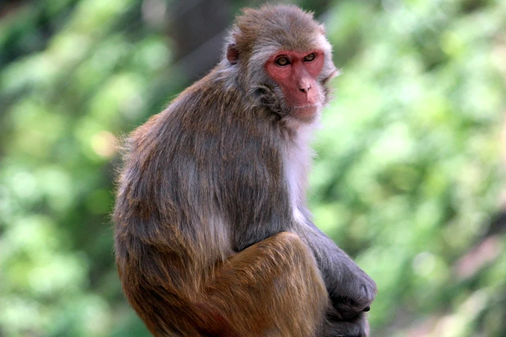 David's monkey marmoset