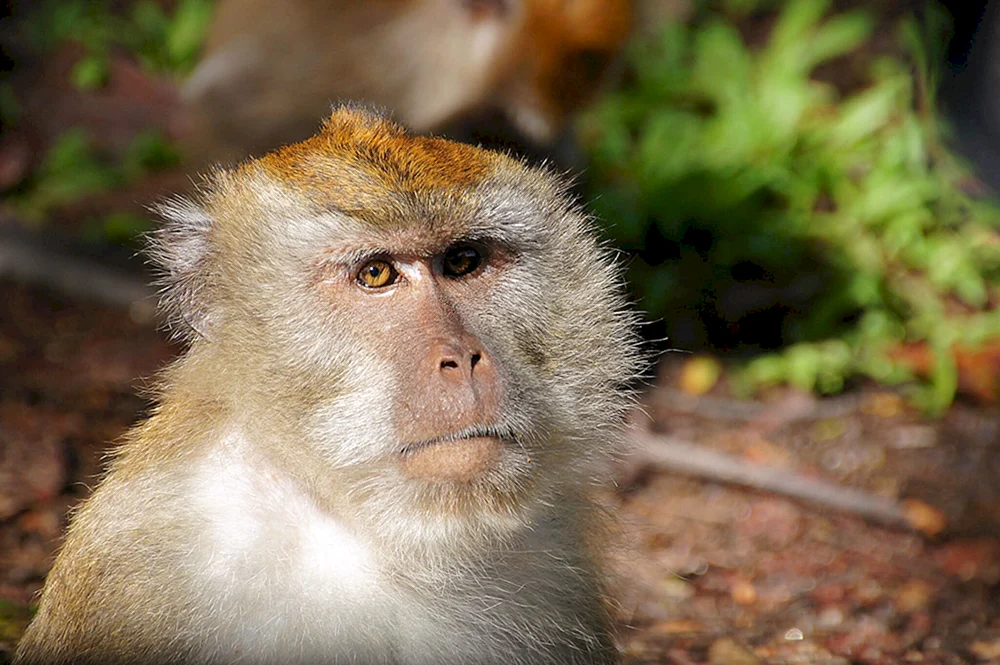 Macacaca macaque. Rhesusaffe