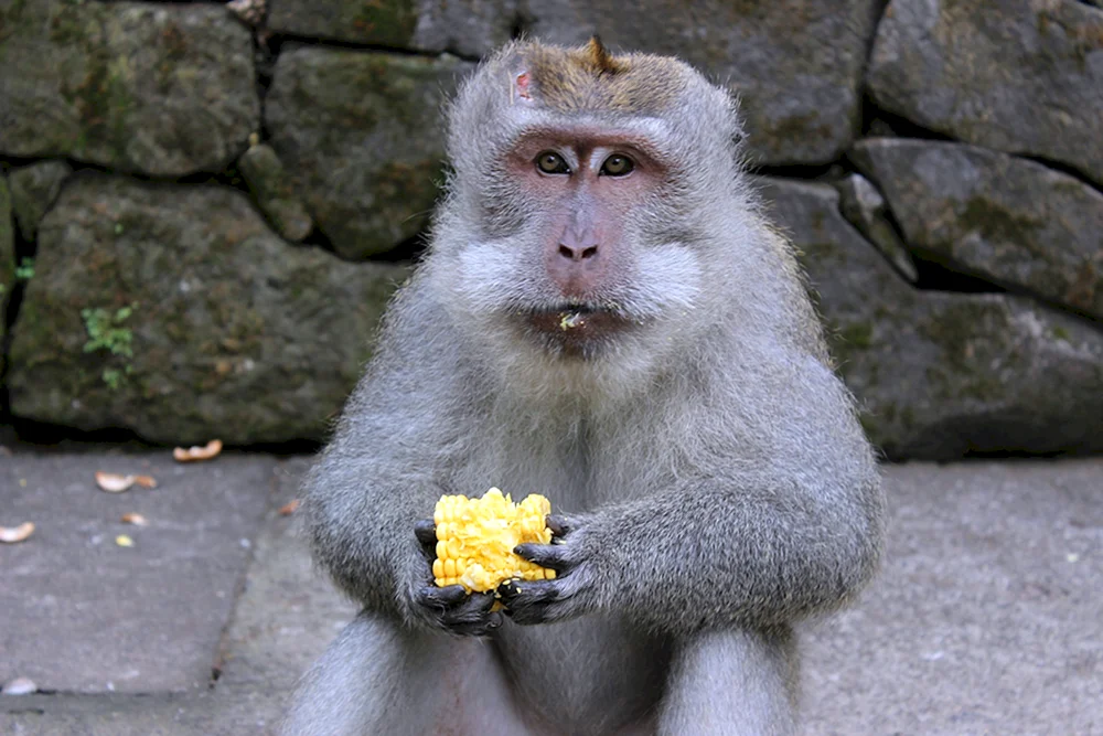 Macaca rhesus. rhesus