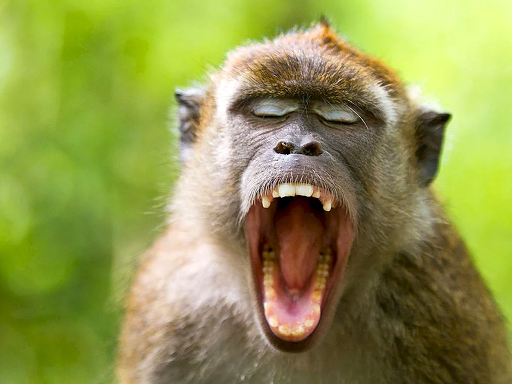 Macaca rhesus