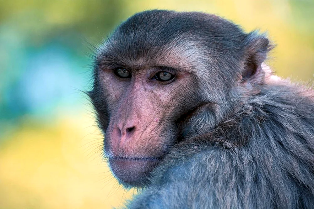 Macaca rhesus
