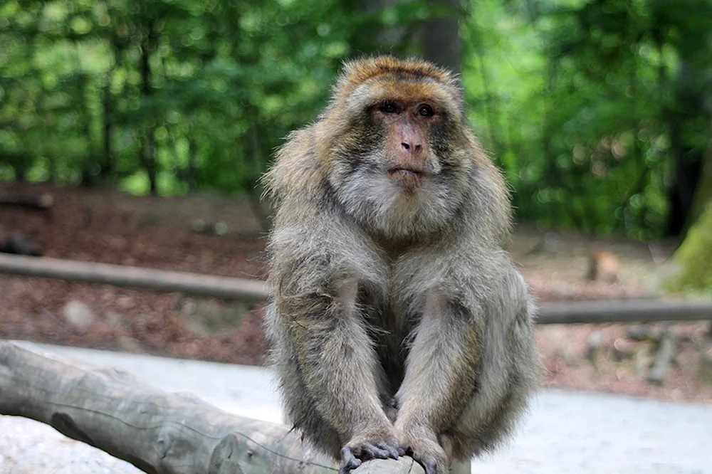Affe Rhesusschimpanse