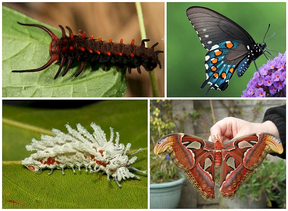 Machaon Wurm Schmetterlingsraupe