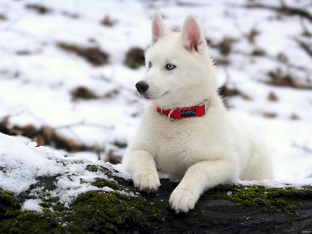 Mackenzie River Husky weiß