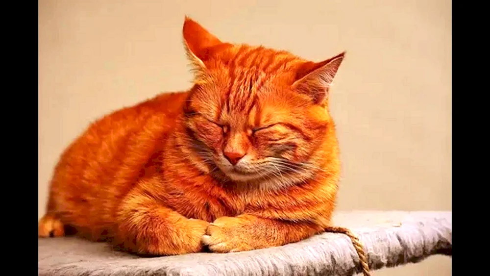 Makrele tabby rot