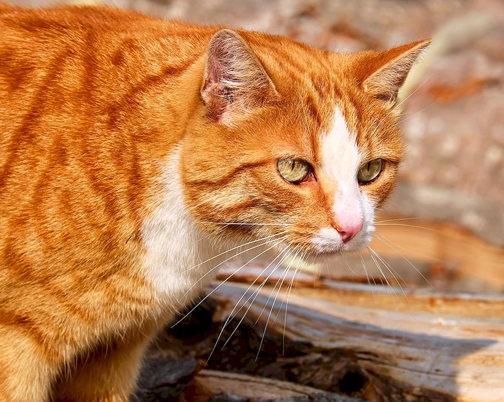 Bengalisch Kurzhaar Katze rot