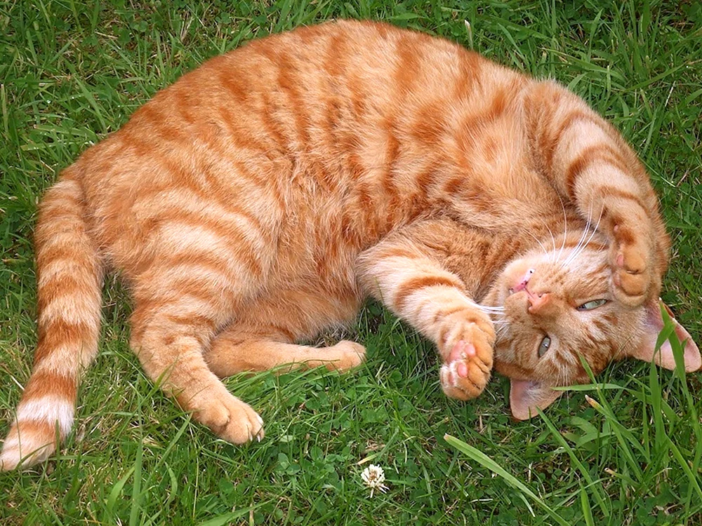 Macrelle-Tabby-Ingwer