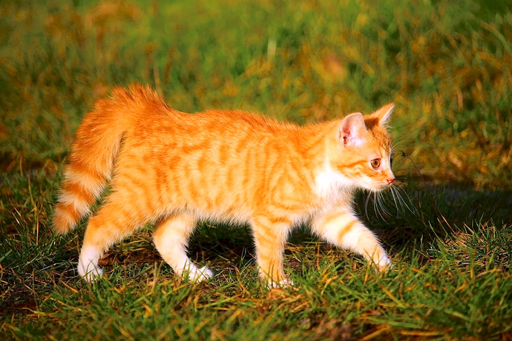 Macrelle-Tabby-Ingwer