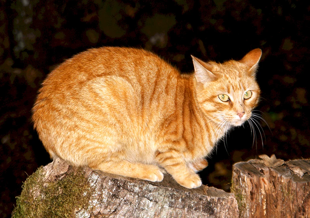 Brasilianisch Kurzhaar Katze ingwer