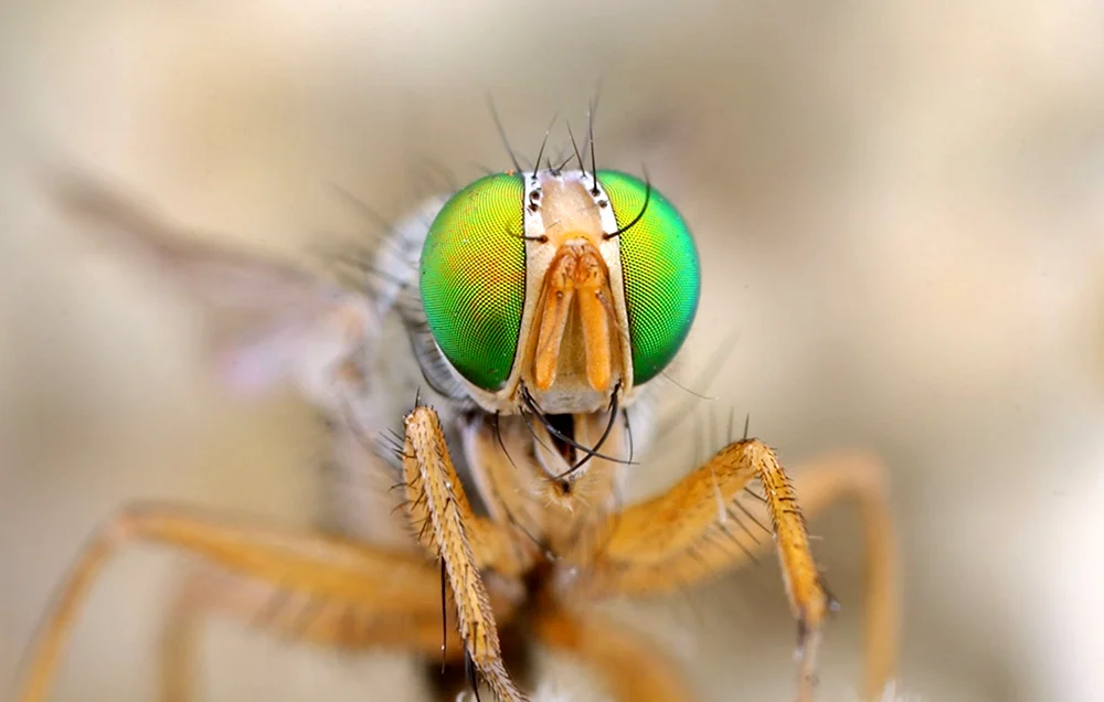 Makrofotografie von Insekten