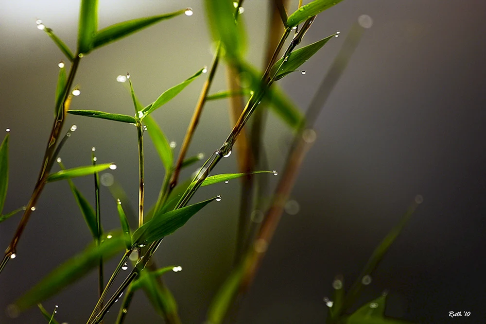 Makrofotografie Natur