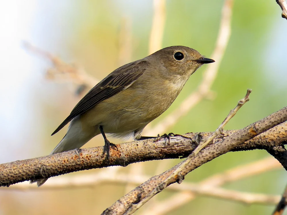 Sibirische Waldvögel