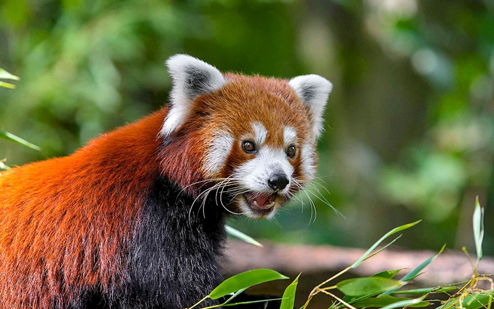 Kleiner Panda