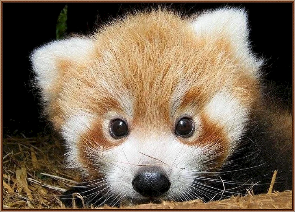 Kleiner Panda-Welpe