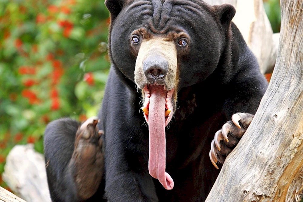 Weißbrustbär