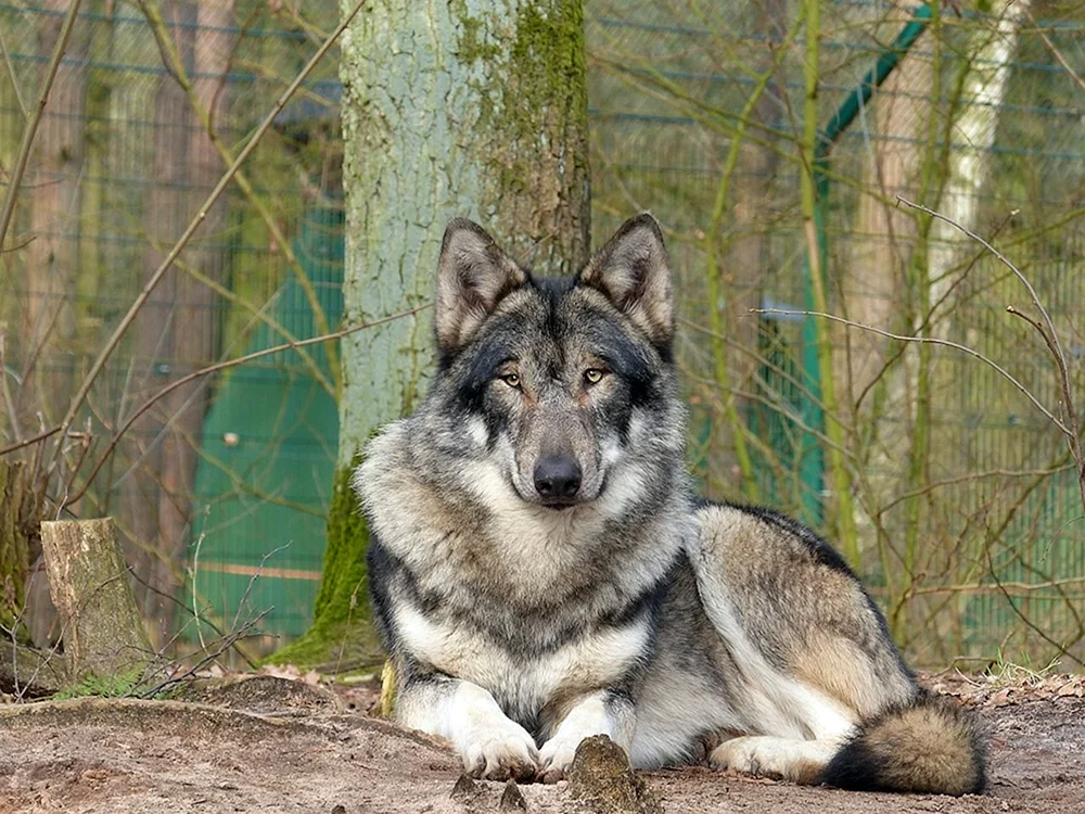 Malamut Wolfshund