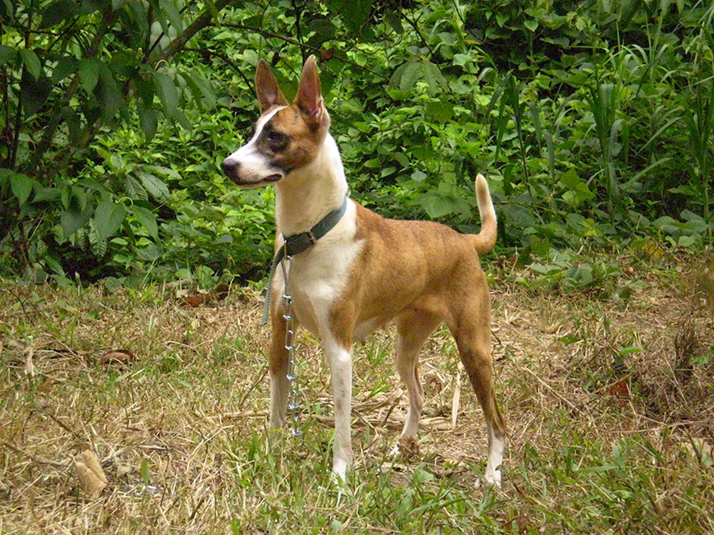 Carolina-Dingo-Hund