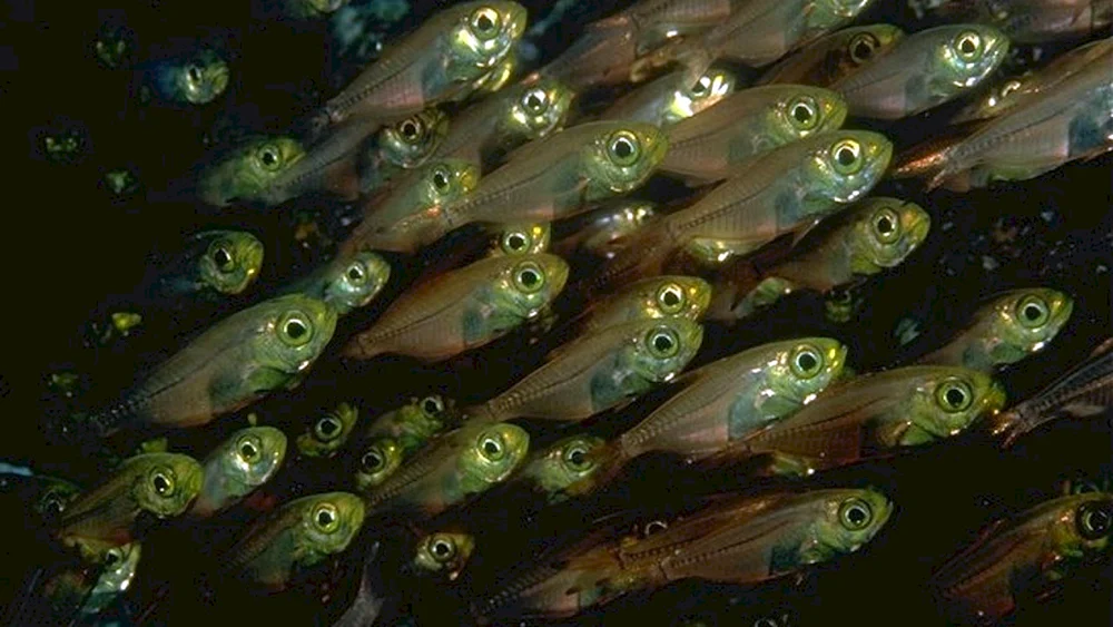 Guppie Fischbrut