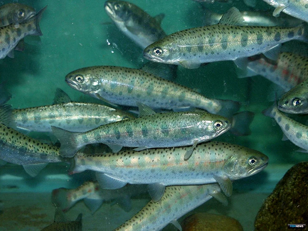 Forel river brook trout