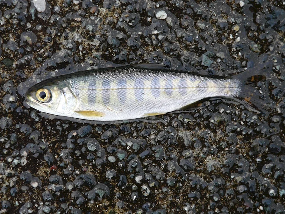 Flussforelle malaek
