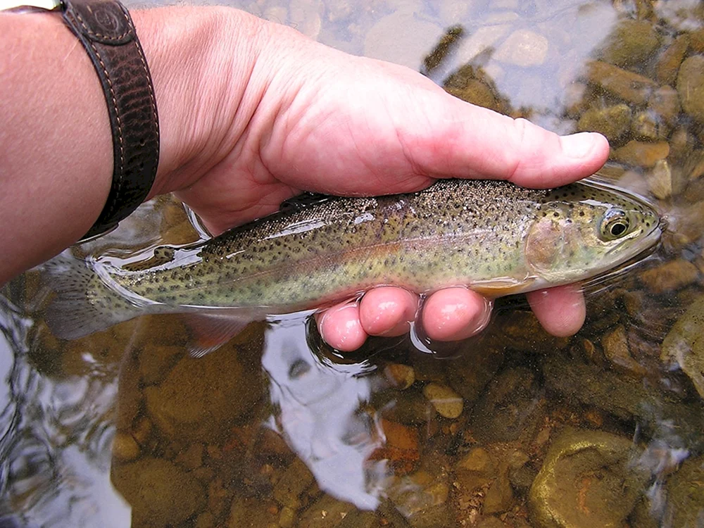 Flussforelle malaek