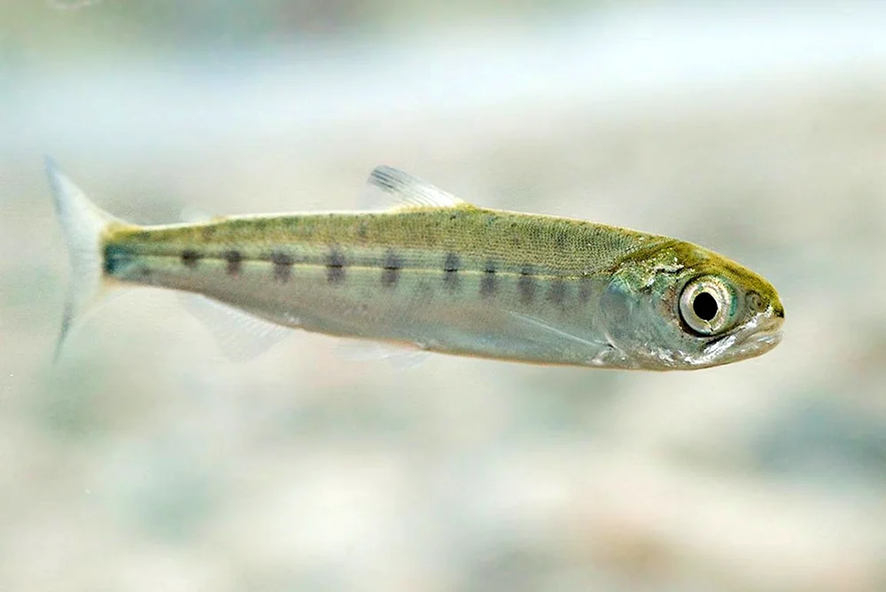 Flussforelle malaek