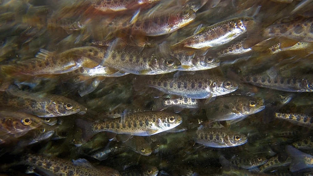 River brook trout