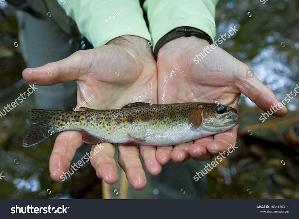 Regenbogenforelle Chinook salmon