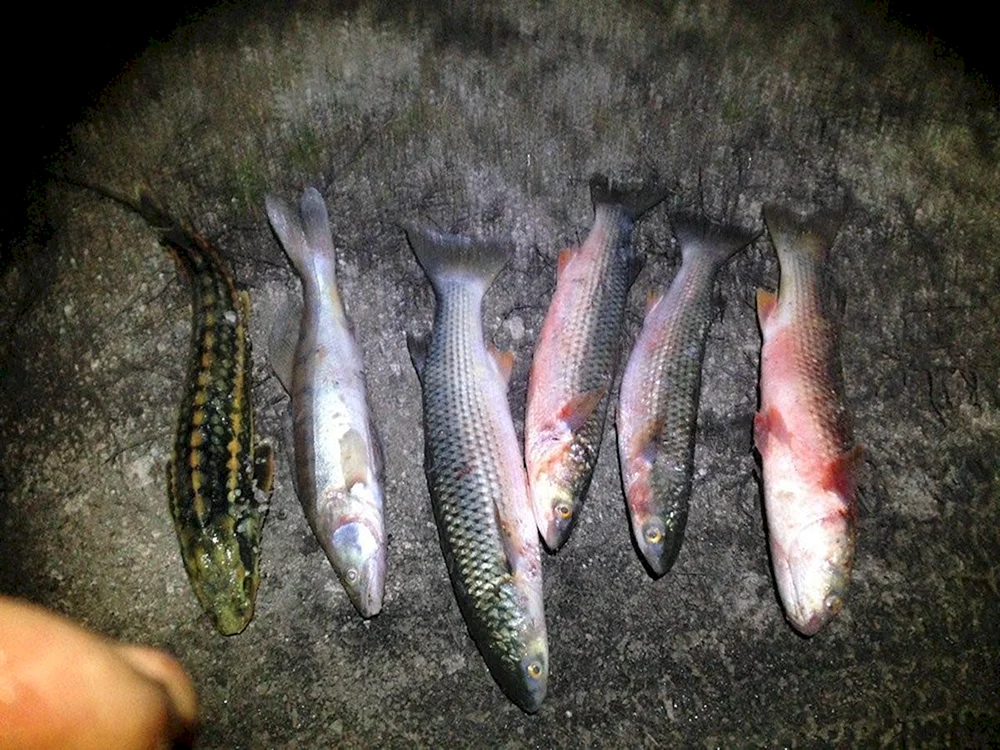 Kumja fish malaek