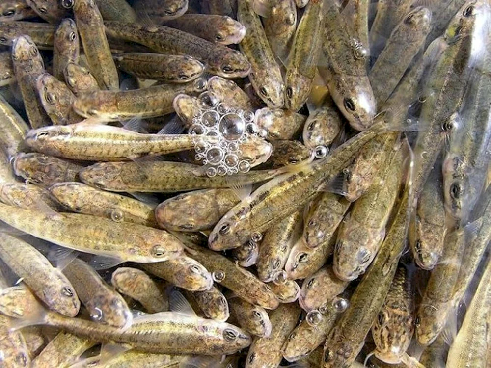 Flussforelle malaek