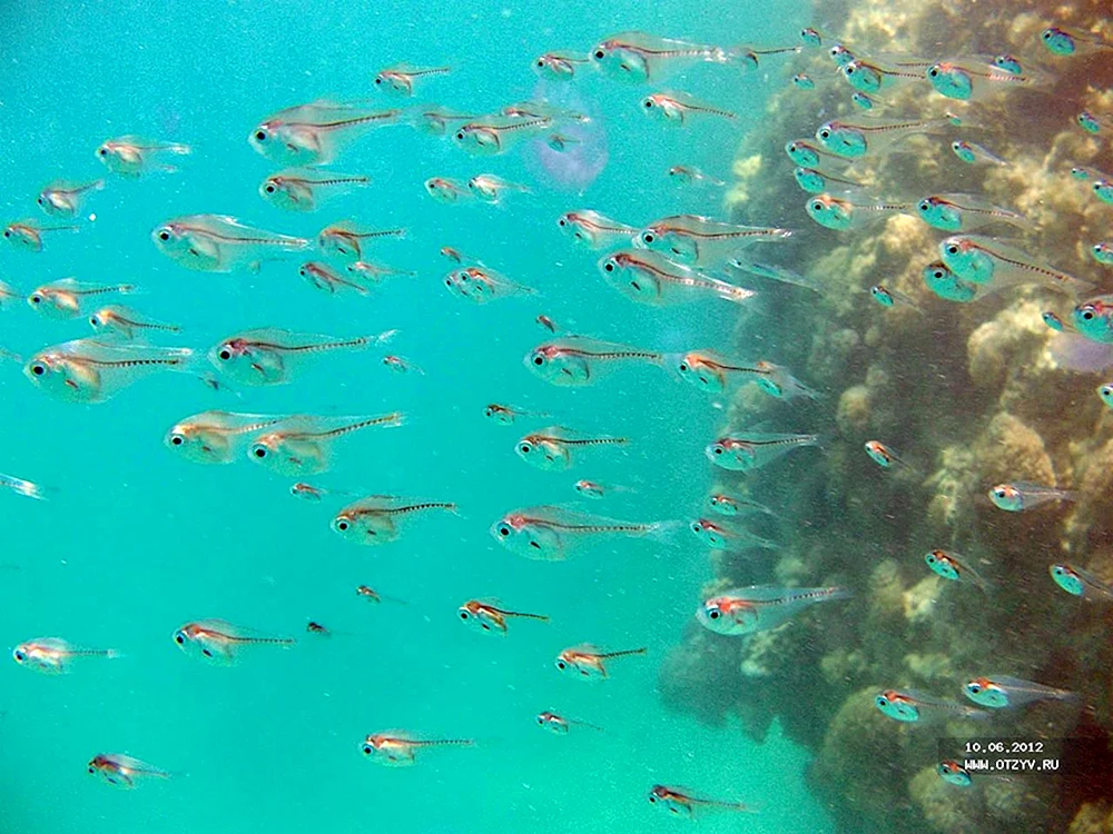 Malek Äsche Guppys