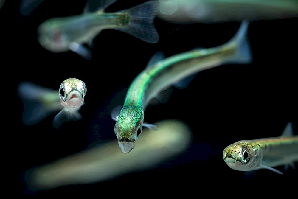 Guppie Fischbrut
