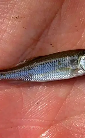 Kleiner Tarani