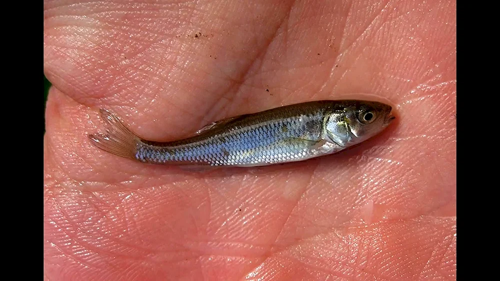 Kleiner Tarani