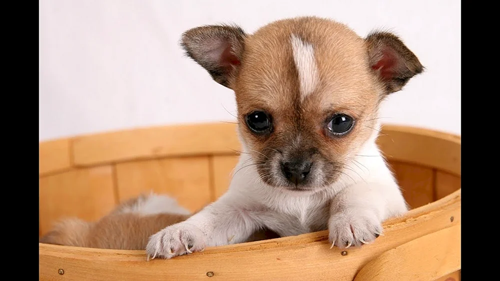 Chihuahua Chihuahua phalen