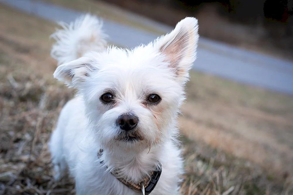 Bichon Terrier
