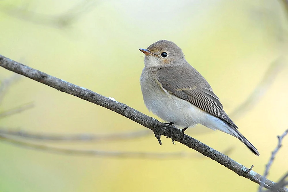 Kleiner grauer Fliegenschnäpper