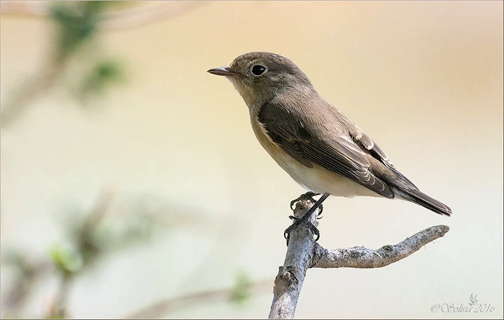 Stelzenvogel