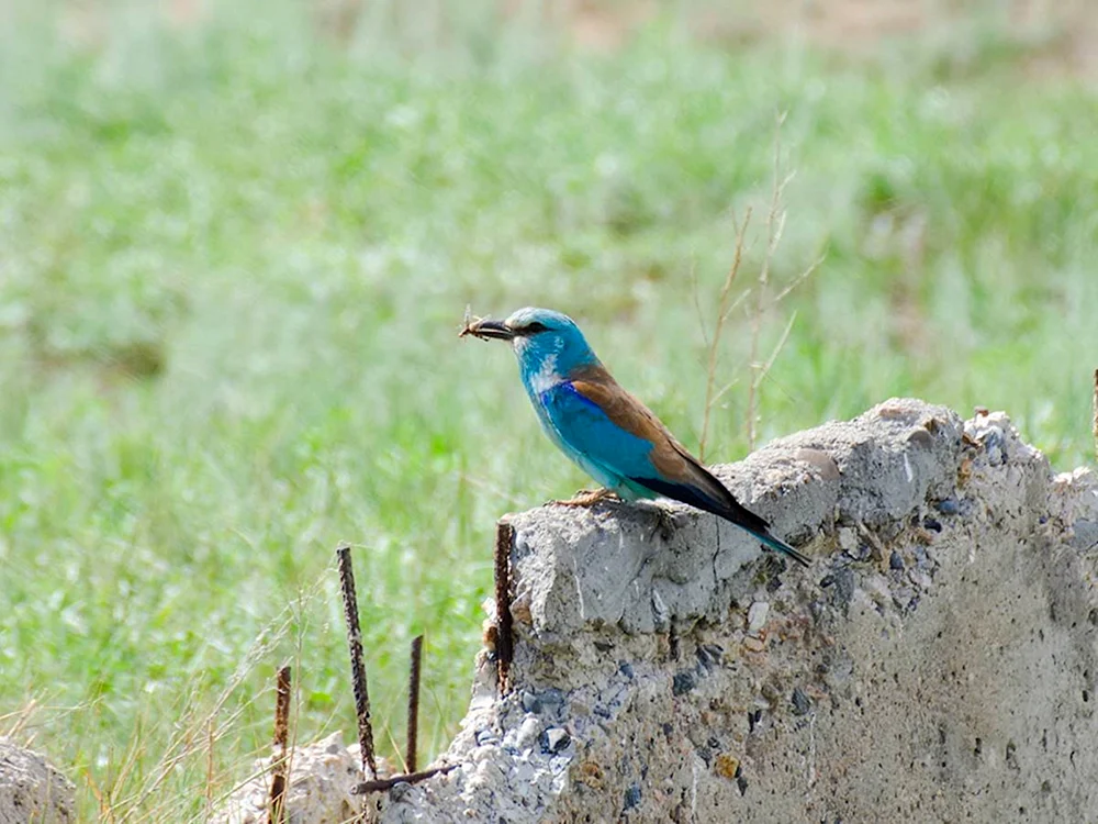 Klein grauer Vogel des Altaigebietes