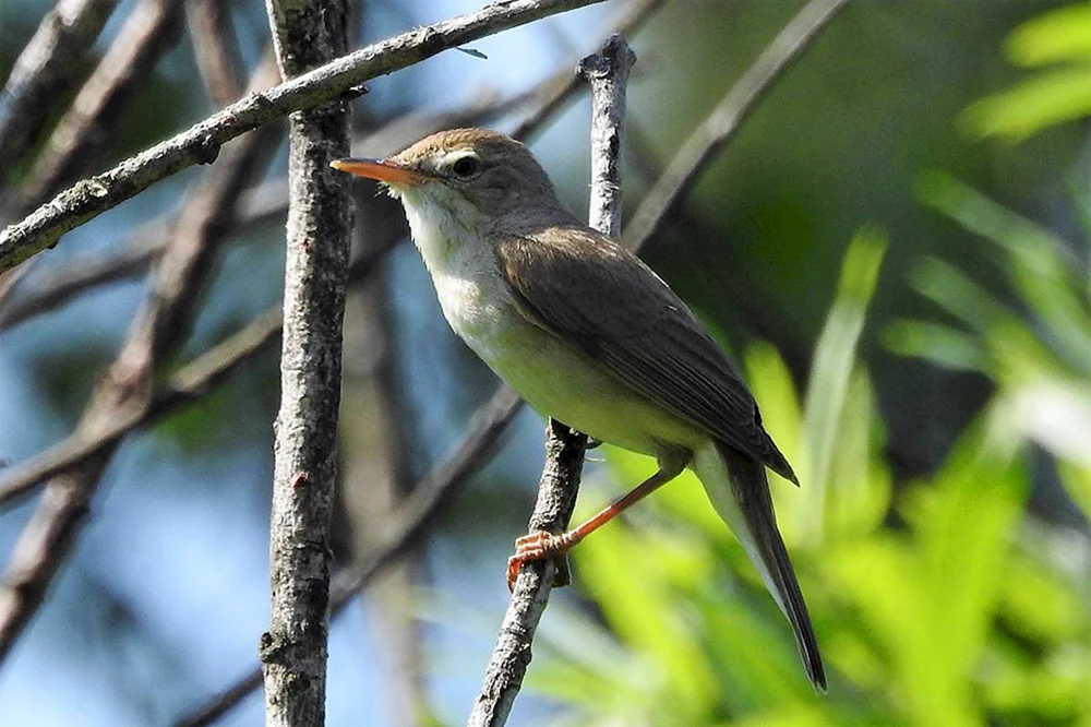Kleine Vögel des Altai-Gebirges
