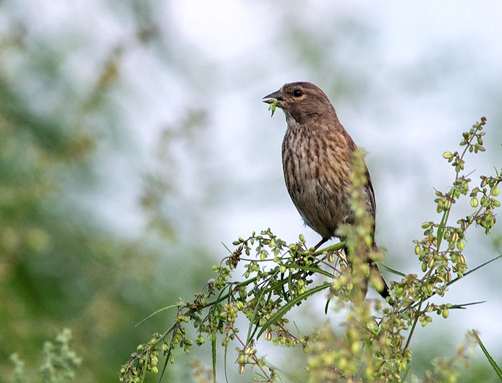 Weißer Azurvogel Sibirien